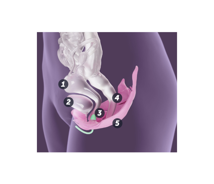 PELVIC FLOOR